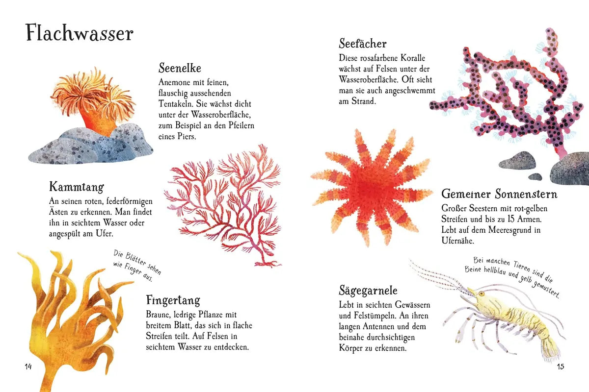 Usborne Minis Naturführer: Am Meer