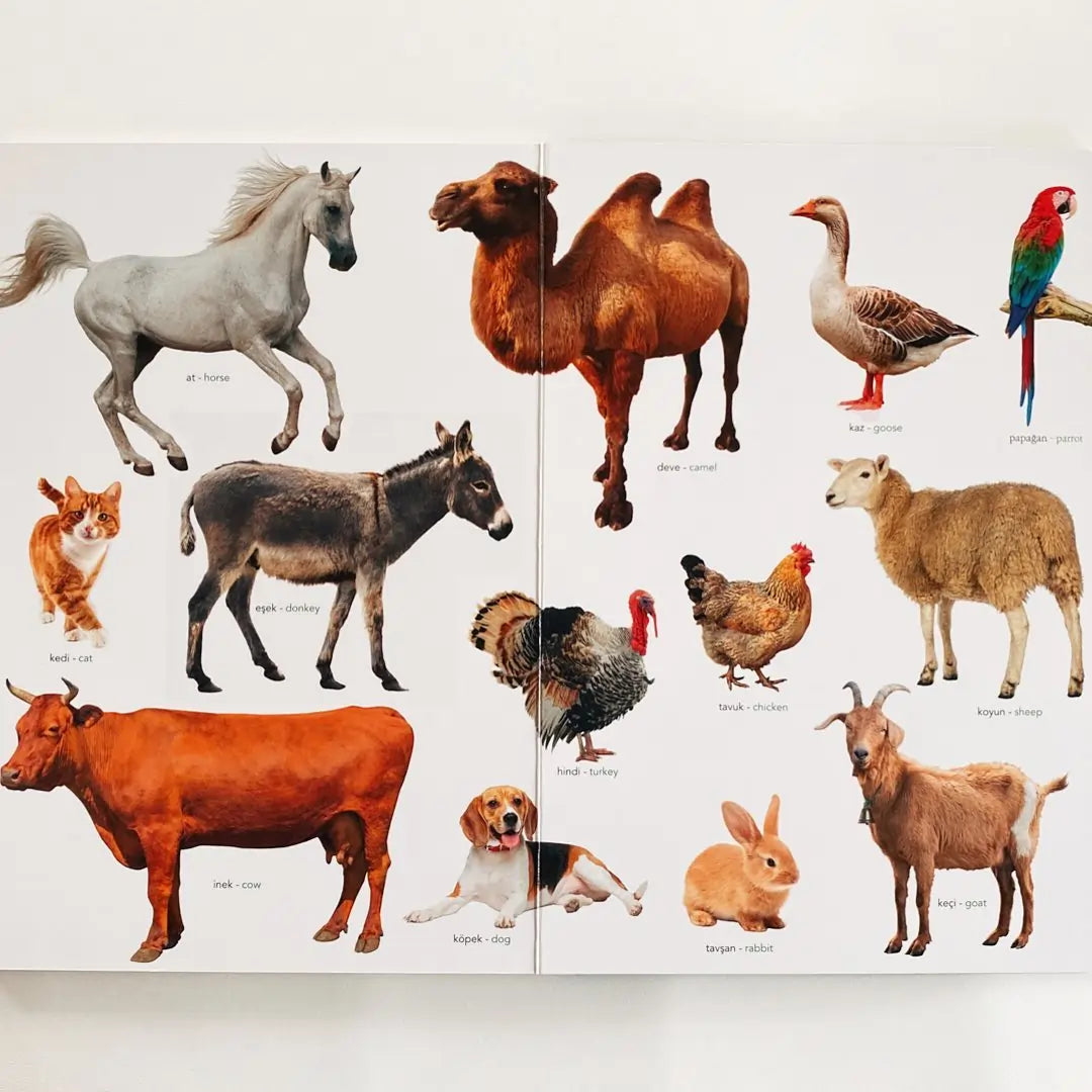 Ne Sorsan Bilir Minik - İlk Büyük Hayvanlar Kitabım (My First Big Book of Animals)