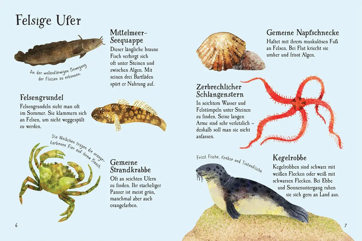 Usborne Minis Naturführer: Am Meer