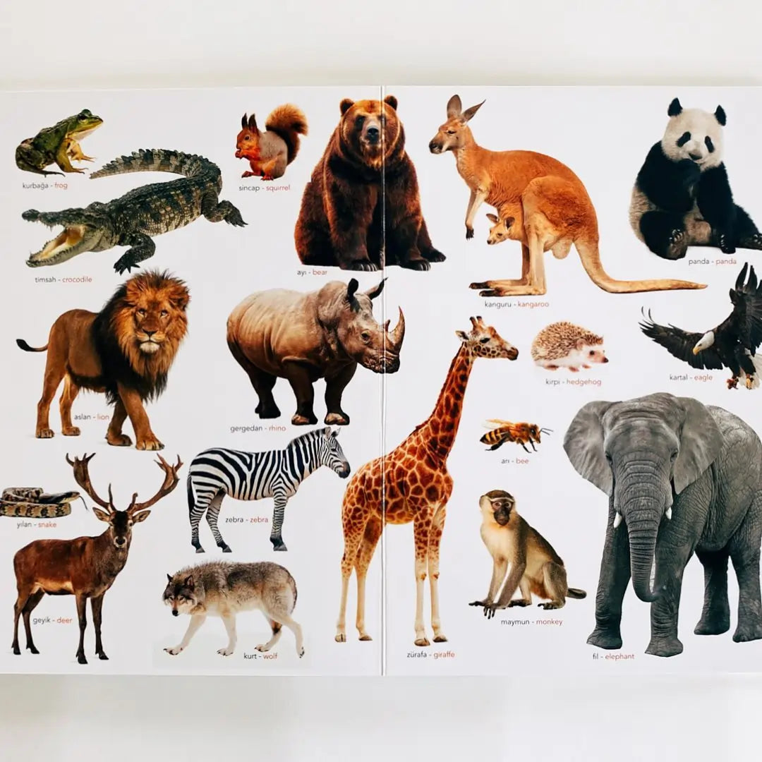 Ne Sorsan Bilir Minik - İlk Büyük Hayvanlar Kitabım (My First Big Book of Animals)