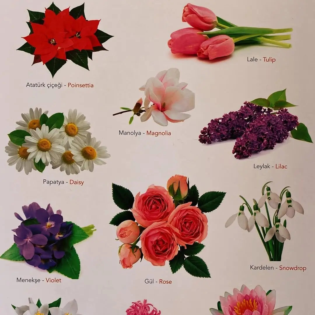 Ne Sorsan Bilir Minik - Benim İlk Bitkiler Kitabım (Mein erstes Buch über Pflanzen)